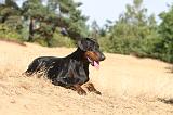 DOBERMANN 194